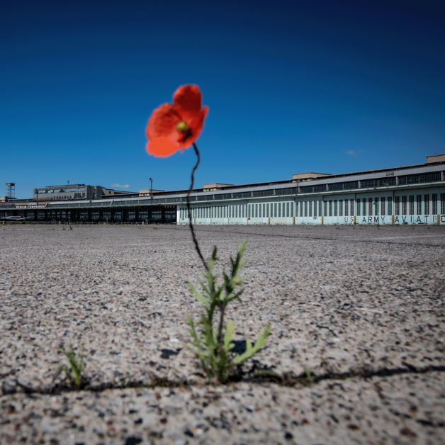 Eine allein stehende rote Mohnblume mit grünem Stiel auf dem weiten Vorfeld des Flughafen Tempelhof. Strahlend blauer Himmel im Hintergrund