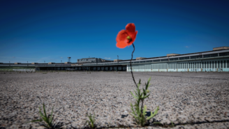 Eine allein stehende rote Mohnblume mit grünem Stiel auf dem weiten Vorfeld des Flughafen Tempelhof. Strahlend blauer Himmel im Hintergrund