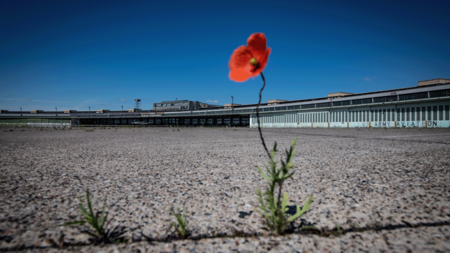 Eine allein stehende rote Mohnblume mit grünem Stiel auf dem weiten Vorfeld des Flughafen Tempelhof. Strahlend blauer Himmel im Hintergrund