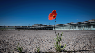 Eine allein stehende rote Mohnblume mit grünem Stiel auf dem weiten Vorfeld des Flughafen Tempelhof. Strahlend blauer Himmel im Hintergrund