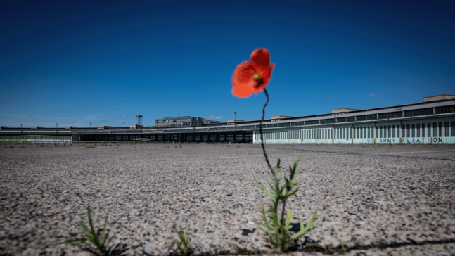 Eine allein stehende rote Mohnblume mit grünem Stiel auf dem weiten Vorfeld des Flughafen Tempelhof. Strahlend blauer Himmel im Hintergrund