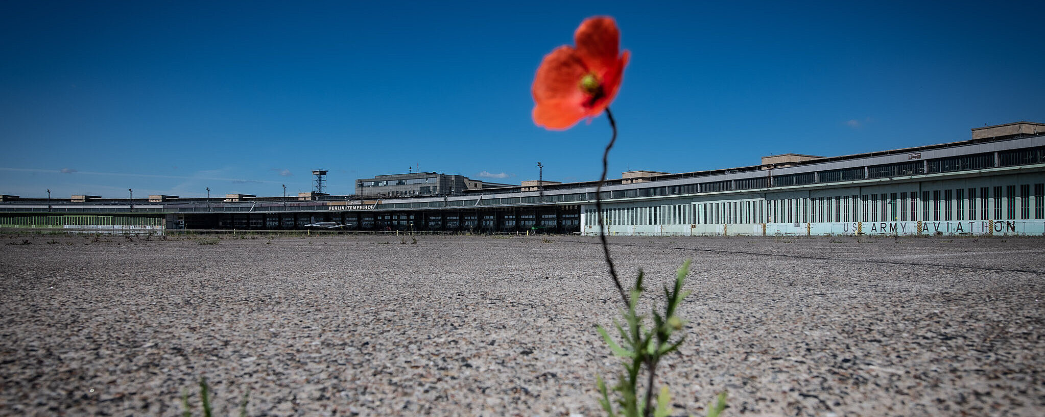Eine Mohnblume wächst auf dem Vorfeld des Flughafen Tempelhofs. Im Hintergrund ist das Flughafen Gebäude zu sehen und strahlend blauer Himmel 