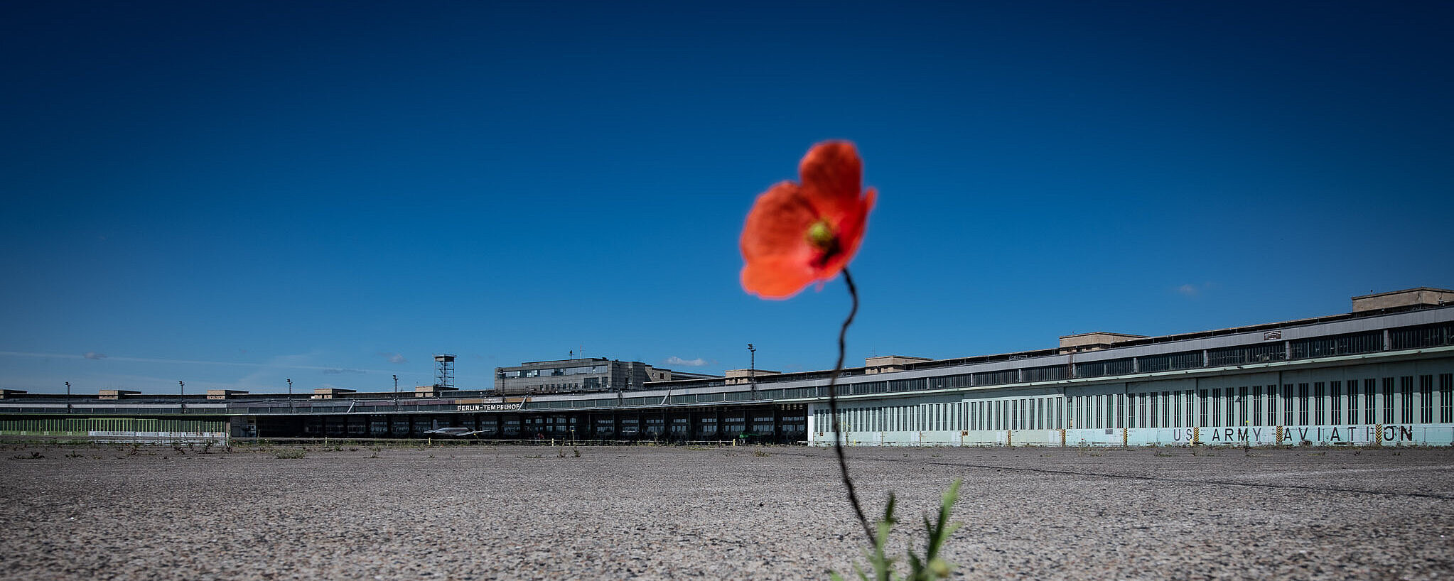 Eine Mohnblume wächst auf dem Vorfeld des Flughafen Tempelhofs. Im Hintergrund ist das Flughafen Gebäude zu sehen und strahlend blauer Himmel 