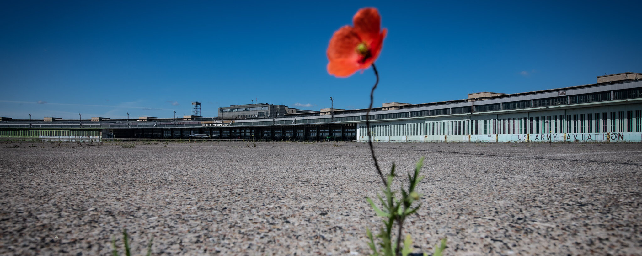 Eine Mohnblume wächst auf dem Vorfeld des Flughafen Tempelhofs. Im Hintergrund ist das Flughafen Gebäude zu sehen und strahlend blauer Himmel 