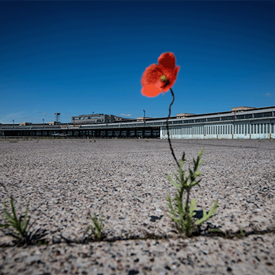 Eine einzelne rote Mohnblume wächst durch einen Riss im grauen Beton. Im Hintergrund steht das Flughafengebäude unter klarem blauem Himmel.