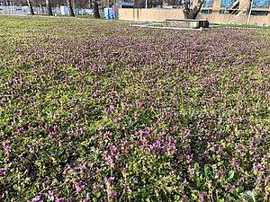 Wildblumen auf der neu angelegten Wiese.