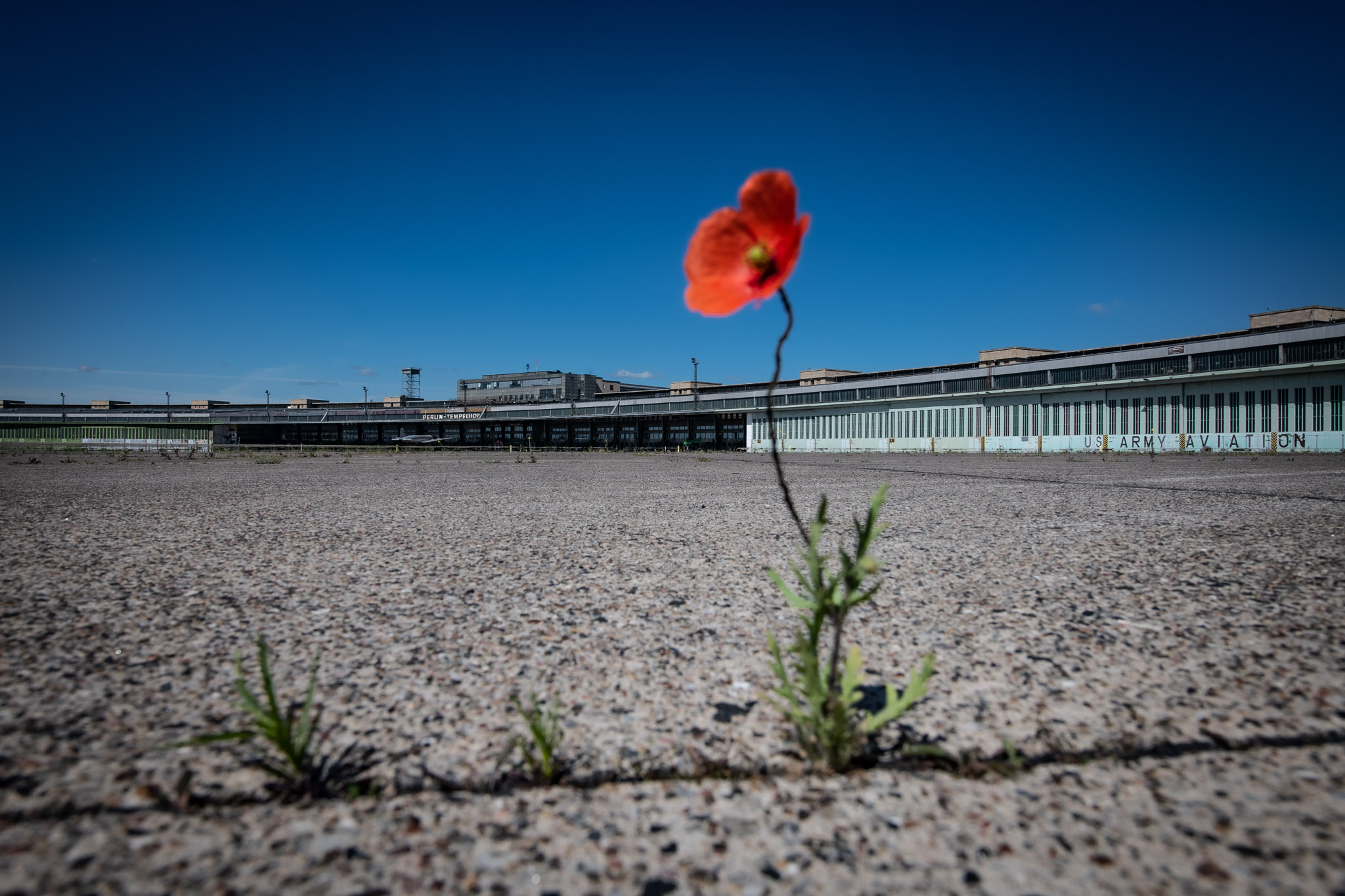 Eine Mohnblume wächst auf dem Vorfeld des Flughafen Tempelhofs. Im Hintergrund ist das Flughafen Gebäude zu sehen und strahlend blauer Himmel 
